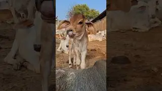 cute cow and calf 😘 #cow #gircow #calves