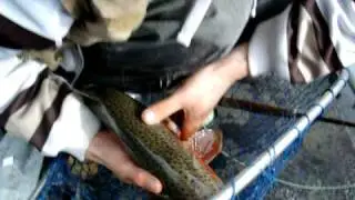 Arrowood Fly Fishing Catching Big Mckenzie River Redside Trout Oregon