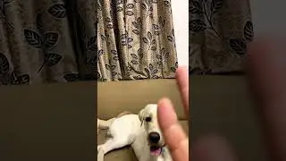 Learning 123😆👍|#trending #viral #shorts #labrador #youtubeshorts #lifestyle #dog #vlog #youtube