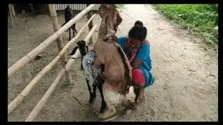 #goat-breeding#goat-crossing#goat-mating#goat-meeting, the big goat sat down with the small goat