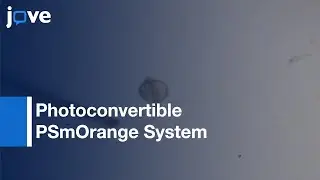 Photoconvertible PSmOrange System for Tracking Cells in GFP- transgene | Protocol Preview
