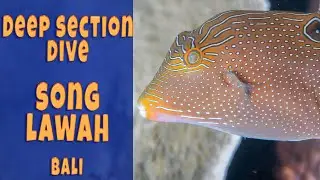Song Lawah Bali: 15-Min Deep Dive Highlights w/ Fish ID tracker | Frogfish!
