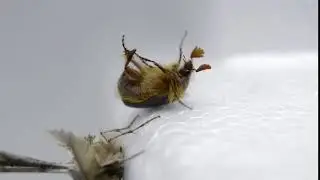 Beetle falls off (funny animals)