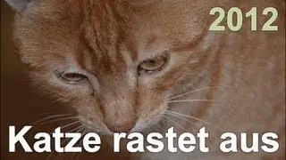 Katze rastet aus