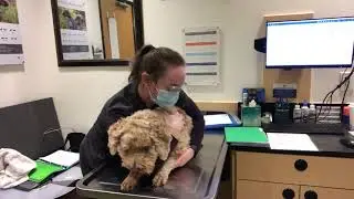 Applying Canine Restraint (Sternal/Lateral Recumbency)