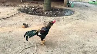 my farm update rooster 