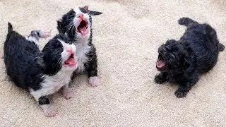 Newborn Kittens Meowing Non-Stop While Their Mother Protects Them 🐱🍼
