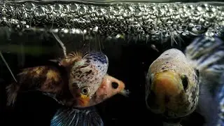 Betta Fish Breeding: Love Story