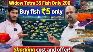 35 Widow Tetra for Just 200 🤯 | Cheapest Fish Deal Ever! Rofin Pets and aquarium Tannery Road BLR