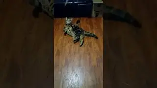 How Lazy Cats Play #shorts