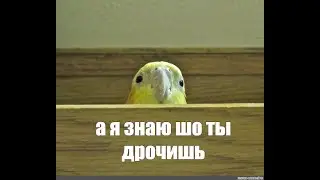 арчик трусится