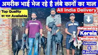 |Top Quality Available in Punjab |Best Beetle Goat in Punjab |Goat Farming in Punjab |Raju Dirba 