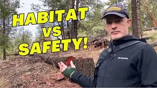 Hazard Trees: Remove Them Or Leave Them?