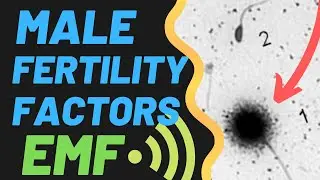 Male Fertility Factors⁠ &mdash; EMF Dangers