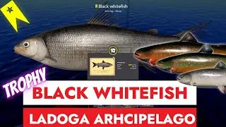 RUSSIAN FISHING 4 - RF4 - TROPHY BLACK WHITEFISH - LADOGA ARCHIPELAGO