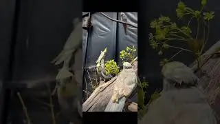 #voliere #sittiche #vogel #vogelvoliere #backyard #backyardfarming #happy #viral #farm #heinicoop