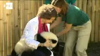 Madrid's baby pandas receive royal visit