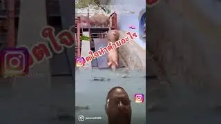 Feeding love pigs to alligators