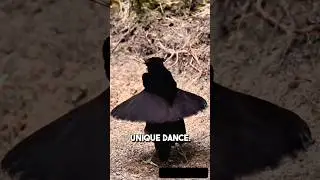 Superb Bird-of-Paradise Dance 🐦✨ | Amazing Courtship Display #BirdOfParadise #BirdDance #Wildlife