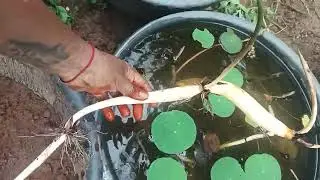 Lotus Tubers available #aquaticplants #flowers #nature #lotusplant#lotus #lotusroot #sale #trending 