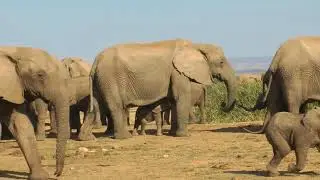 ADDO ELEPHANT NATIONAL PARK JULY 17