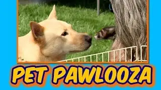 Pet Pawlooza 2017