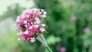 time and space; botanical garden 2