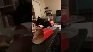 Hungry cat tries swiping burger from owner