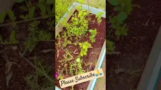 Rosemary ☘️#ytshorts #greenhearts  #nature #trendinfshorts #nature #upcycle #creativityeveryday