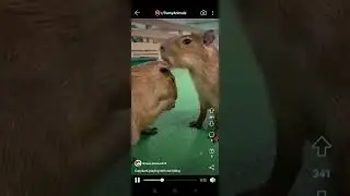 reddit funny animal scrolling compilation