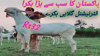 International Gulabi Goats Breeds || Pakistan Ky High Class Goat Bakray || Ustad Nadir Goat Farm PAK