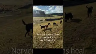 Nervous Systems Heal in Connection #nervoussystemhealing #animalhealing #pets #dog
