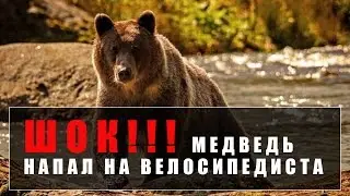 ШОК!!! Медведь напал на велосипедистов / Bear on the Bikepark Malino Brdo SLOVAKIA