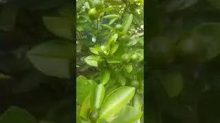 Bush Orange#Growing in drum#🏡Orchard
