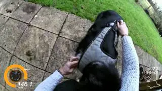 Fitting a Howling Dog Alaska Flash, Tough, or Second Skin Harness