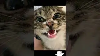 Cat's teeth🐈#shorts #cat #animals #kitten   #kittens #cats #lovecats #catlover