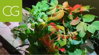 From Seedlings to Success: 95-Day Click and Grow Smart Garden 9 Review!