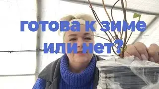 Гортензия готова ли к зиме?