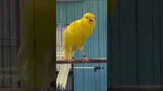 🌱 Canary Singing for Training & Relaxation | Natural Sound