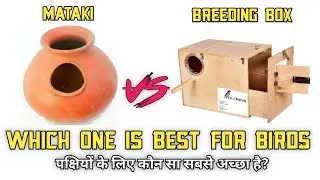 Which is best for your birds || mataki vs breeding box ||