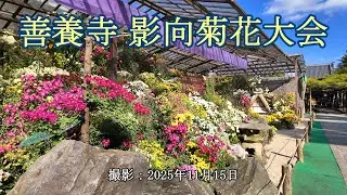 善養寺 影向菊花大会 [4K] 