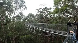 Valley of the Giants' Tree Top Walk