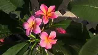 Sun Harbor Nursery - Plumeria 101 - Paradise Garden Tour