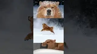 Mon chien sous la neige