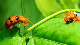 Ladybug's Morning Stroll on Emerald Leaves