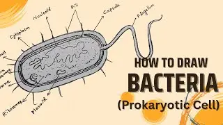 How to Draw Prokaryotic Cell | Bacteria & Bacteriophage Drawing Step by Step