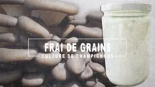 Faites votre propre blanc de champignon. Cultivez des pleurotes illimit&eacute;s avec une culture liquide