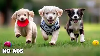 12 Hours of Dog TV for Dogs to Watch 🐶 Joyful Puppies to Reduce Anxiety & Stress 😴 No Ads