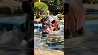 Adorable Baby Hippo Enjoys Pool Time! 🦛💦 #CuteAnimals