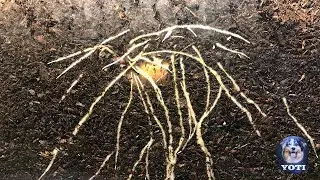 Potatoes growing Time - lapse